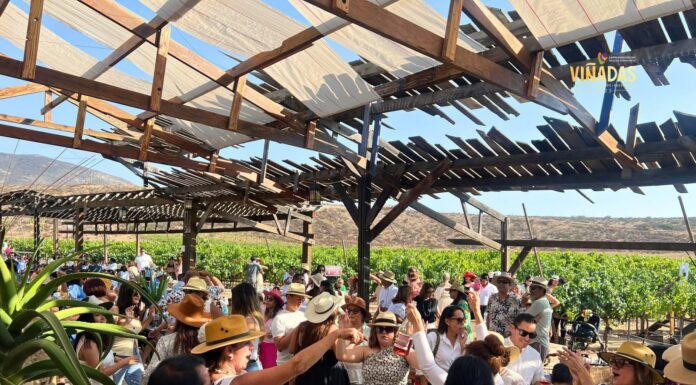 «VIÑADAS» ATRAE A MILES DE VISITANTES PARA EL VALLE DE GUADALUPE Y ENSENADA