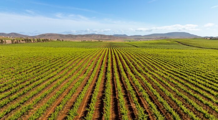 INTEGRAN DIRECTORIO TURÍSTICO DEL VALLE DE GUADALUPE